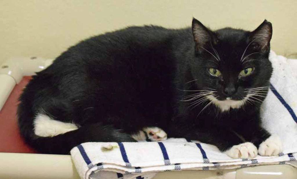 6 year old Mylan has lived with cats, dogs and even children! She may be a bit shy at first, but give her some time to get used to her surroundings and you will have a very friendly and engaging cat! (Arleigh Movitz/Everett Animal Shelter)