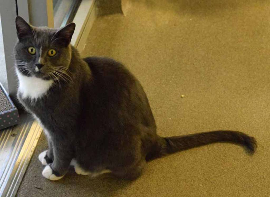 Poe is a friendly guy just looking for a new friend. He came in as a stray so we dont know his history, but he has been very sweet and affectionate with staff and seems to be quite the love bug! He can also be very independent and enjoys exploring his space. (Arleigh Movitz/Everett Animal Shelter)