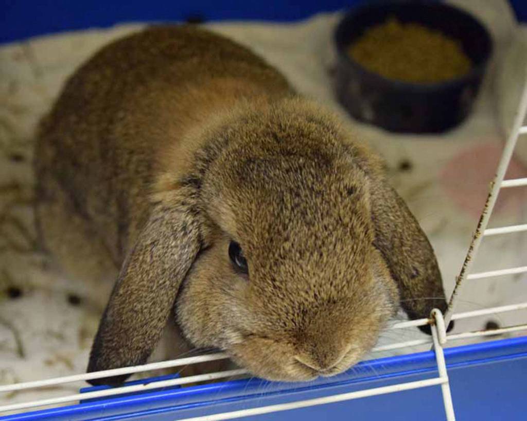 Thumper is a gorgeous 9 month old Holland Lop, that loves being held. He has lived with kids and cats before. All of our Rabbits come spayed/neutered and microchipped prior to adoption. (Arleigh Movitz/Everett Animal Shelter)