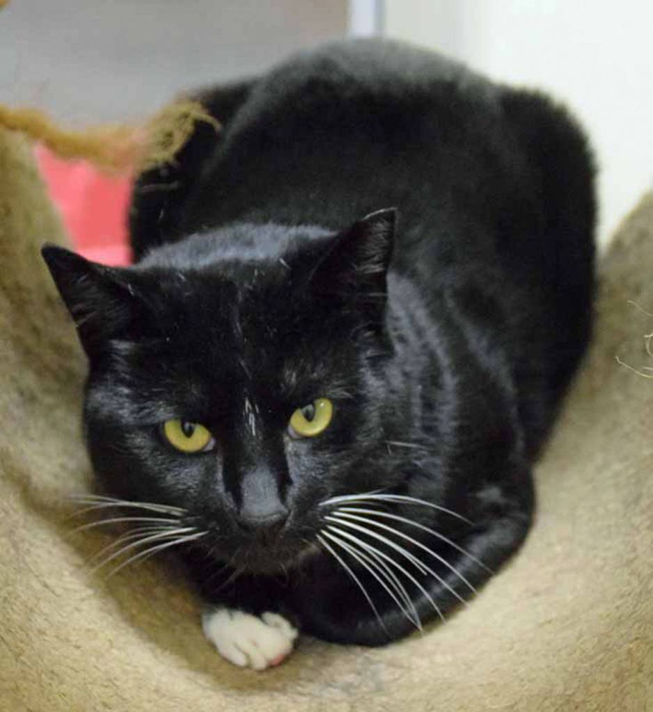 Train is a 3 year old laid back guy. He enjoys hanging out with staff/volunteers or just by himself. He will need a gradual introduction to any resident pets. (Arleigh Movitz/Everett Animal Shelter)
