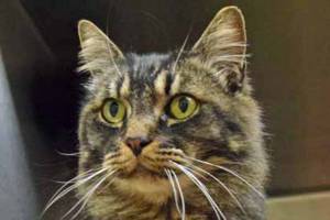 Adopt these cats and rabbits from Everett Animal Shelter