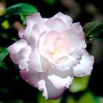 Leslie Ann opens as a formal double and looks as exquisite a rare porcelain china. (Norman Winter)