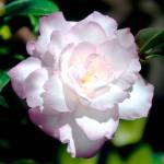 ‘Leslie Ann’ flowers look as exquisite as rare porcelain china