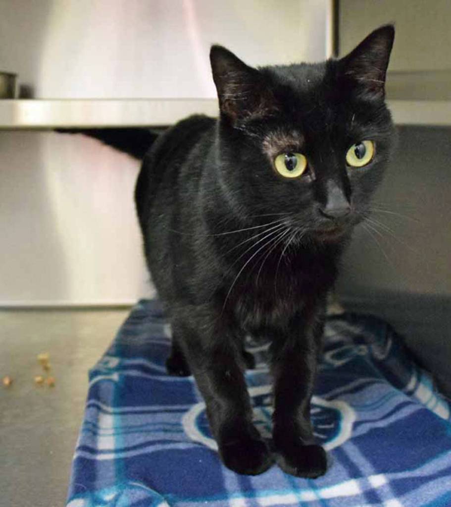 Kona is a beautiful black panther looking like cat. She is quiet in till she gets to know you. She will need a gradual introduction to any resident pets. (Arleigh Movitz/Everett Animal Shelter)