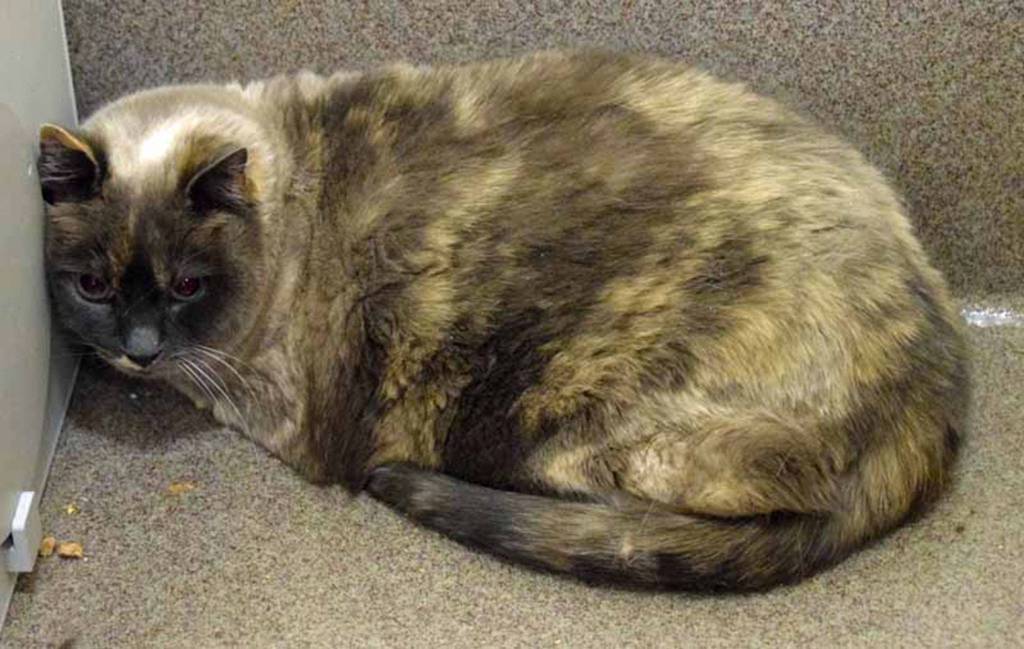 Sassy is a sweet girl who was surrendered to the shelter due to her owners health. She is a little overwhelmed right now by her recent life changes, so if you cant see her she may be hiding. She has been friendly but shy when approached by staff and volunteers. We trust that with time, patience, and love she will come out of her shell and show us more of her personality. Sassy is also de-clawed on the front feet and will need to be indoor only. (Arleigh Movitz/Everett Animal Shelter)