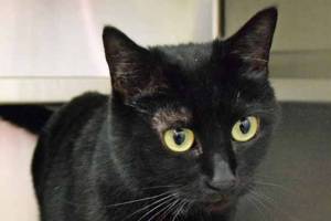 Cats up for adoption at Everett Animal Shelter