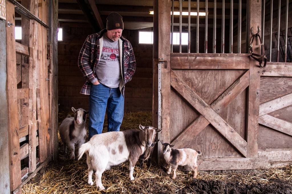 Randy De Jong and his little piece of Iowa in Snohomish. He has dwarf panda cows and Nigerian goats. (Kevin Clark / The Daily Herald)