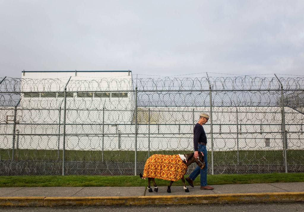 Triple B Foundation for Pet Therapy president Brian Hohstadt walks Streaker to the entrance of the Special Offenders Unit in the Monroe Correctional Complex on Tuesday, Oct. 30, in Monroe. (Olivia Vanni / The Herald)