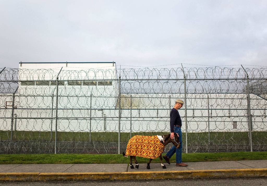 Triple B Foundation for Pet Therapy president Brian Hohstadt walks Streaker to the entrance of the Special Offenders Unit in the Monroe Correctional Complex on Oct. 30 in Monroe. (Olivia Vanni / The Herald)