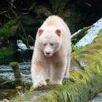 A spirit bear approaches photographers on Gribble Island in British Columbias Great Bear Rainforest. (Photo by Dan Clements)