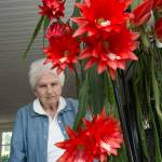 Ingeborg and Werner Opitz cactus has bloomed, the first time in 16 years, at their home on Tuesday, May 22, 2018 in Everett, Wa. The type of cactus is an orchid cactus. (Andy Bronson / The Herald)