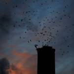 Vaux Swifts begin flying into the wagner Performing Art Centers chimney during Swift Night Out on Sept. 8, 2018 in Monroe, Wa. Olivia Vanni / The Herald)
