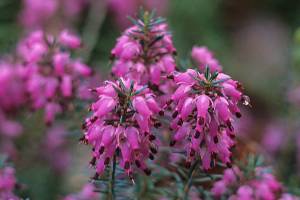 Great Plant Pick: Erica carnea ‘Rubinteppich,’ winter heath