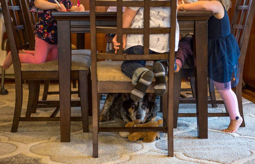 Lucy, the Weewies dog that was saved by firefighters, lays under the table as the kids work on thank-you cards. (Olivia Vanni / The Herald)