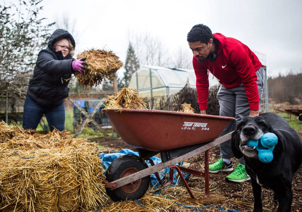 Raelyn Davis, left, helps Jai Holmes load hay into a wheelbarrow on Thursday at the Adcock familys farm near Arlington. (Olivia Vanni / The Herald)