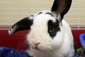 New year, new cat and rabbit are up for adoption in Everett