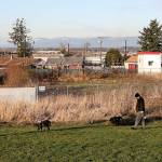A man walks his dogs through Senator Henry M. Jackson Park on New Years Eve. Work is set to begin in late spring on an apartment complex that will bring 203 units of affordable housing to the Delta neighborhood on a site directly north of the park. (Lizz Giordano / The Herald)
