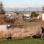 A man walks his dogs through Senator Henry M. Jackson Park on New Years Eve. Work is set to begin in late spring on an apartment complex that will bring 203 units of affordable housing to the Delta neighborhood on a site directly north of the park. (Lizz Giordano / The Herald)