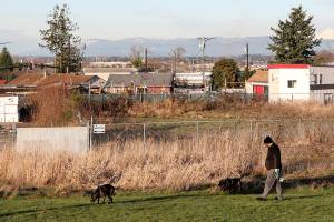 A man walks his dogs through Senator Henry M. Jackson Park on New Years Eve. Work is set to begin in late spring on an apartment complex that will bring 203 units of affordable housing to the Delta neighborhood on a site directly north of the park. (Lizz Giordano / The Herald)