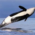 2 more Puget Sound orcas predicted to die by summer