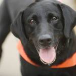 TSA explosives-detection dog Howard, seen at Reagan National Airport in 2018, has the floppy ears that the agency says it is increasingly seeking out. (Astrid Riecken/The Washington Post)