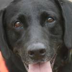 TSA opts for a friendlier look with floppy-eared sniffer dogs