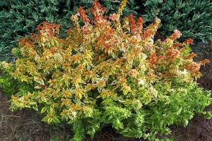 Great Plant Pick: Abelia x grandiflora ‘Kaleidoscope’