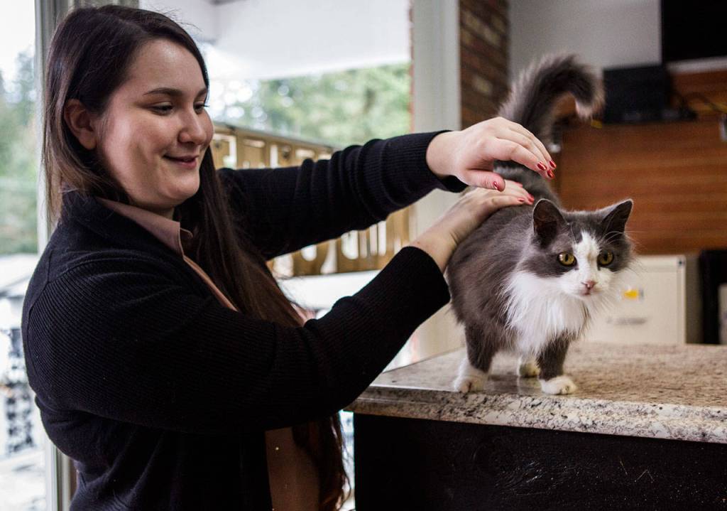 Kimberly Feil pets Dolly at Kitty Catfe in Edmonds. (Olivia Vanni / The Herald)