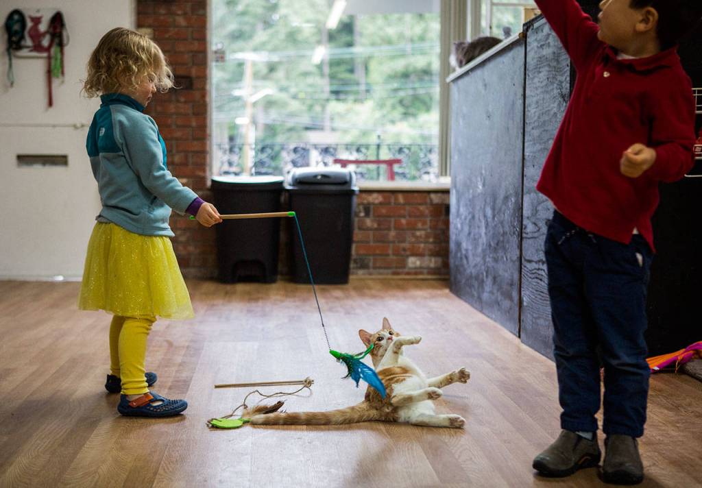 Maeve Beck and Malachi Blom, both 4, play with Groot at Kitty Catfe in Edmonds. (Olivia Vanni / The Herald)