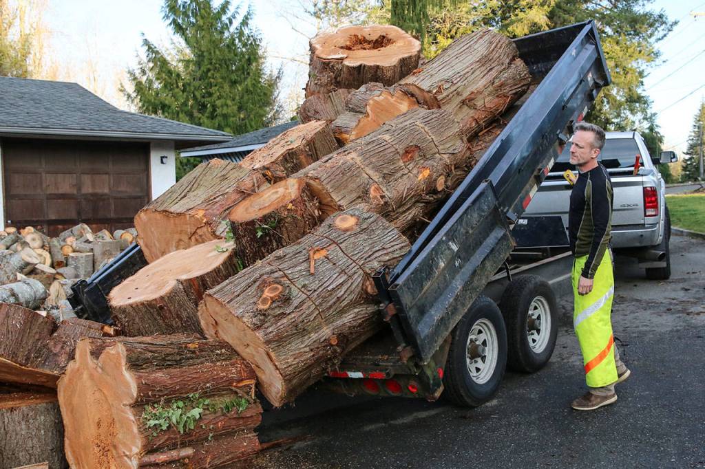 Shane McDaniel dumps a load of donated logs at his home in Lake Stevens. (Kevin Clark / The Herald)