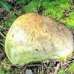 Photo submitted.                                Mushroom hunters found a partial skull in a woods on the north end of Whidbey.
