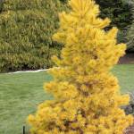 Pinus contorta Chief Joseph sports intense golden-yellow foliage in the winter. (Richie Steffen)
