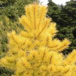 Great Plant Pick: Pinus contorta ‘Chief Joseph,’ golden lodgepole pine