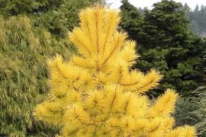 Great Plant Pick: Pinus contorta ‘Chief Joseph,’ golden lodgepole pine