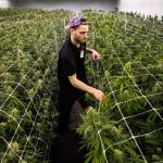 Chase Neumann helps trim plants in one of the grow rooms Wednesday, Jan. 16, at Smokey Point Productions Rolling Farms in Arlington. (Olivia Vanni / The Herald)