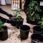 Workers add fresh soil to cannabis seedling pots Wednesday, Jan. 16, at Smokey Point Productions Rolling Farms in Arlington. A small white tag can be seen on each of the seedlings, which is required by the Washington State Liquor and Cannabis Control Board once the plant reaches 8 inches in size. (Olivia Vanni / The Herald)