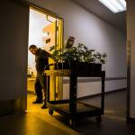 Ruben Medina transfers a cart of freshly potted cannabis seedlings to a new room Wednesday, Jan. 16, at Smokey Point Productions Rolling Farms in Arlington. (Olivia Vanni / The Herald)