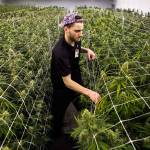 For legal cannabis growers, there’s little room for error