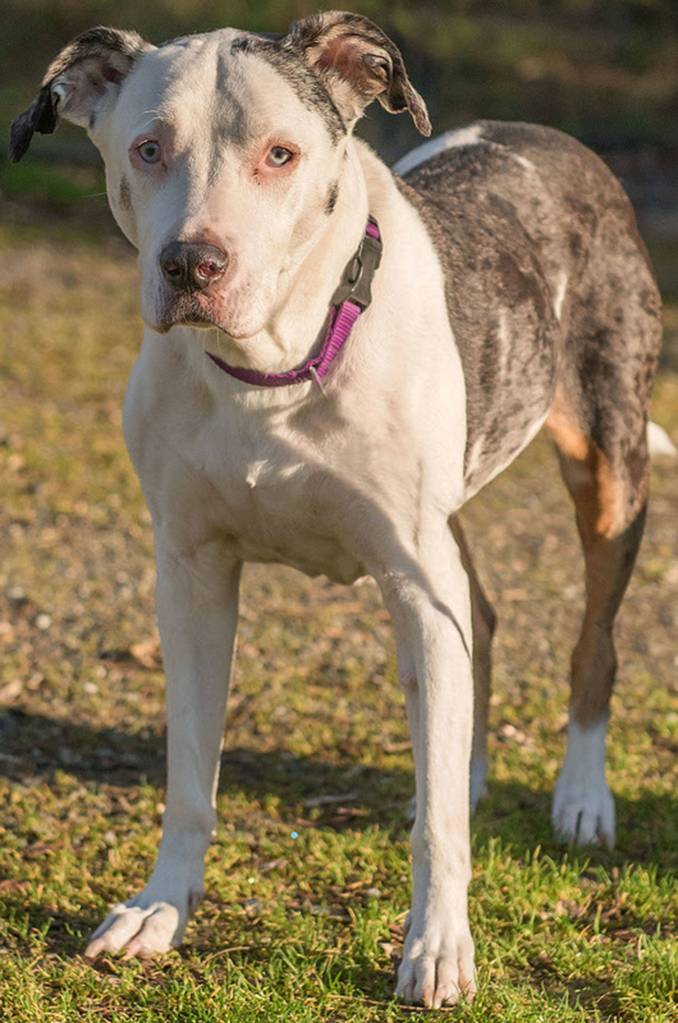 Mandy is an 8 year old Catahoula Leopard Dog Mix who will melt your heart. She is an amazing athlete and would love an active family that goes for hikes, runs and long walks. Mandy would love a home where she wont have to compete with other dogs for attention. This girl wants to be your one and only. Mandy is strong and energetic so children in the home should be over 9 years old. Catahoulas are herding dogs and they love to do their job. For this reason we are requiring that her forever home be feline free. Mandy has had a history of urinary tract infections and will need monitoring for that. A healthy diet and supplements for good urinary tract health will help to improve her overall well being. Please read about the Catahoula Leopard Dog prior to meeting Mandy. (Curt Story/Everett Animal Shelter)