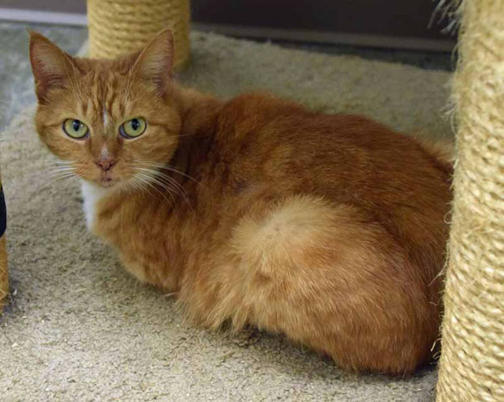 Pumpkin will need dental in next 6-12 months and likely has a flea allergy. She REALLY likes her litter box cleaned daily. (Arleigh Movitz/Everett Animal Shelter)
