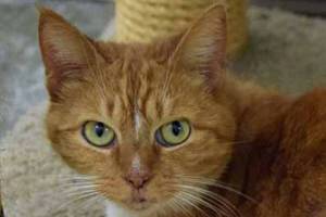 Adopt these cats and dogs that are available for new owners