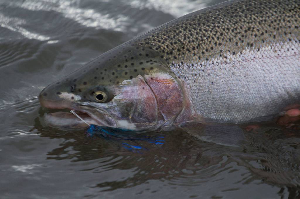 A Skagit River steelhead. (Mike Benbow photo)