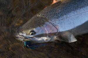 Government shutdown likely to delay Skagit steelhead fishery