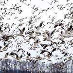 A flock of snow geese take to the air Friday, Jan. 11, along Conway Frontage Road in Conway. (Andy Bronson / The Herald)