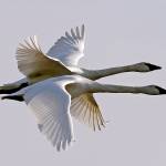 In this Dec. 8, 2017, file photo, a pair of trumpeter swans fly over their winter grounds in Conway. This winter, locals can look to Skagit Valleys skies and waters for booming trumpeter swan populations. (Elaine Thompson/ AP File)