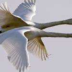 Andy Bronson / The Herald                                A flock of snow geese take to the air along Conway Frontage Road in Conway.