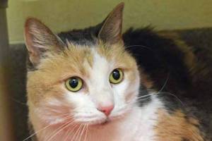 Meet Jam and Lulu, a rabbit and a cat, that await new homes.