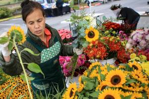 Cho Lee gathers flowers for arrangements before the opening of the Mukilteo Farmers Market at Lighthouse Park in 2016. (Kevin Clark / The Herald)