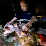 In this Jan. 3 photo, 84-year-old Wilson Menashi, of Lexington, Massachusetts, interacts with an octopus at the New England Aquarium in Boston. (AP Photo/Steven Senne)