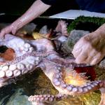 Armed with affection, octogenarian is an ‘octopus whisperer’